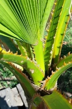 Washingtonia (Washingtonia Robusta) 14 Washingtonia (Washingtonia Robusta) -Planten Verkoopwinkel washingtoniarobusta04 2