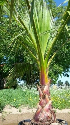 Washingtonia (Washingtonia Robusta) -Planten Verkoopwinkel washingtoniarobusta05 1