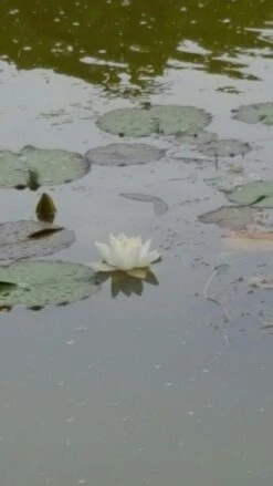 Waterlelie (Nymphaea 'Alba') -Planten Verkoopwinkel waterlelie wit
