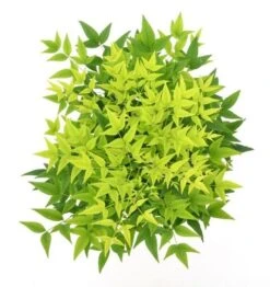 Hemelse Bamboe (Nandina Domestica 'Lemon And Lime') -Planten Verkoopwinkel wep 0550