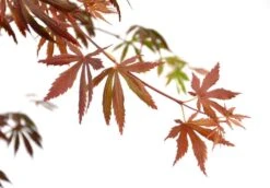 Japanse Esdoorn (Acer Palmatum 'Trompenburg') -Planten Verkoopwinkel wep 2336trompenburg