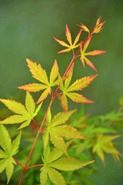Japanse Esdoorn (Acer Palmatum 'Sangokaku') -Planten Verkoopwinkel wep 5072 sangokaku