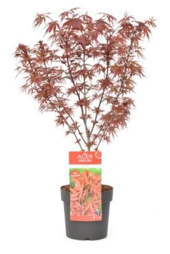 Japanse Esdoorn (Acer Palmatum 'Shaina') -Planten Verkoopwinkel wep 8772