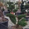 Taxus Als Bonsai (Taxus Baccata) -Planten Verkoopwinkel whatsapp image 2021 10 04 at 11.54.17