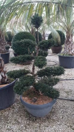Taxus Als Bonsai (Taxus Baccata) -Planten Verkoopwinkel whatsapp image 2021 10 04 at 11.54.47