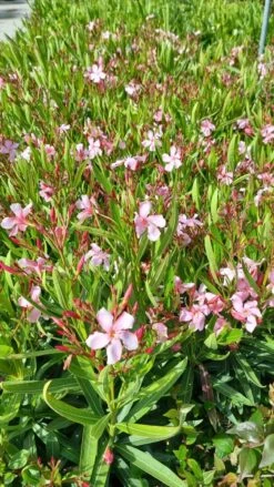 Roze Oleander (Nerium Oleander) -Planten Verkoopwinkel whatsapp image 2022 06 09 at 10.59.18 am 1