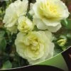 Stamroos (Rosa 'White Meilove') -Planten Verkoopwinkel white meilove v 1
