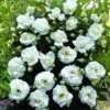 Klimroos (Rosa 'White New Dawn') 2 Klimroos (Rosa 'White New Dawn') -Planten Verkoopwinkel white new dawn 1