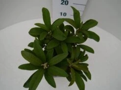 Rhododendron (Rhododendron 'Wilgen's Ruby') -Planten Verkoopwinkel wilgens ruby c2 boven 1