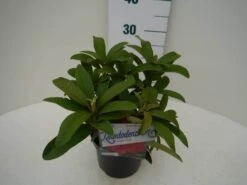 Rhododendron (Rhododendron 'Wilgen's Ruby') -Planten Verkoopwinkel wilgens ruby c2 zij 1