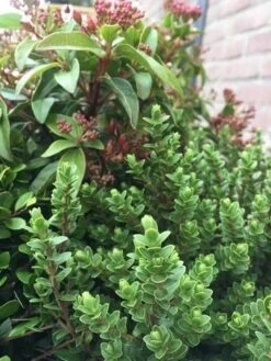 Winterpakket -Planten Verkoopwinkel winter img 9632 1