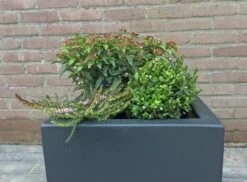 Winterpakket -Planten Verkoopwinkel winter img 9639 1