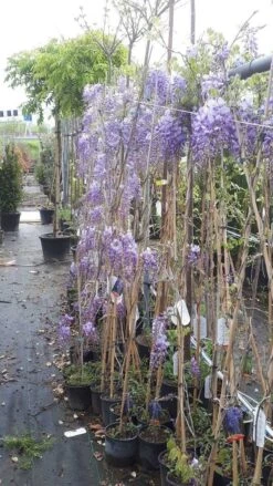 Blauwe Regen (Wisteria Sinensis 'Prolific') -Planten Verkoopwinkel wisteria 1