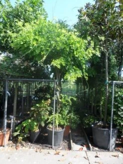 Blauwe Regen Als Boom (Wisteria Sinensis 'Prolific') -Planten Verkoopwinkel wisteria 10 12ho cont