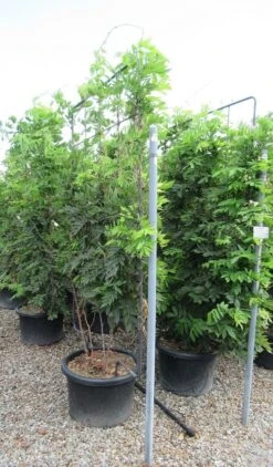 Blauwe Regen Als Leivorm (Wisteria Brachybotrys 'Yokohama Fuji') -Planten Verkoopwinkel wisteria 110x180 leivorm