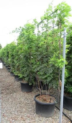 Blauwe Regen Als Leivorm (Wisteria Brachybotrys 'Yokohama Fuji') -Planten Verkoopwinkel wisteria 110x180 leivorm 2