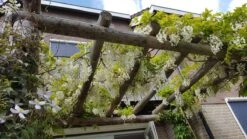 Japanse Blauwe Regen, Wit (Wisteria Floribunda 'Alba') -Planten Verkoopwinkel wisteria f. alba 1