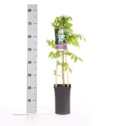 Japanse Blauwe Regen, Wit (Wisteria Floribunda 'Alba') -Planten Verkoopwinkel wisteria floribunda alba 1