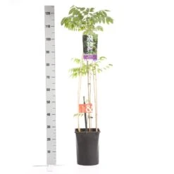 Japanse Blauwe Regen, Wit (Wisteria Floribunda 'Alba') -Planten Verkoopwinkel wisteria floribunda alba 1.00 1.25