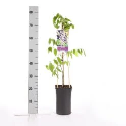 Blauwe Regen, Roze (Wisteria Floribunda 'Rosea') -Planten Verkoopwinkel wisteria floribunda rosea 1