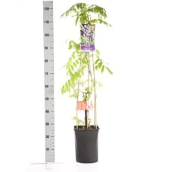 Blauwe Regen, Roze (Wisteria Floribunda 'Rosea') -Planten Verkoopwinkel wisteria floribunda rosea 1.00 1.25 1