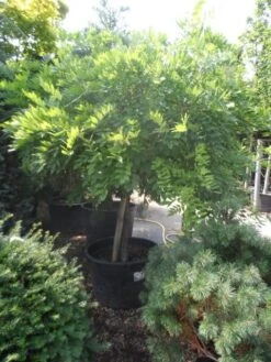 Blauwe Regen Op Stam (Wisteria Sinensis 'Alba') -Planten Verkoopwinkel wisteria halfstam c240 extra