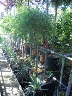 Blauwe Regen Op Stam (Wisteria Sinensis 'Alba') -Planten Verkoopwinkel wisteria halfstam c25