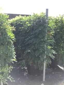 Blauwe Regen Als Leivorm (Wisteria Brachybotrys 'Yokohama Fuji') -Planten Verkoopwinkel wisteria lage leivorm 2