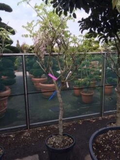 Blauwe Regen Als Boom (Wisteria Sinensis 'Prolific') -Planten Verkoopwinkel wisteria rose alleen als halfstam 1