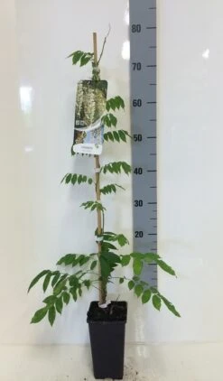 Japanse Blauwe Regen, Wit (Wisteria Floribunda 'Alba') -Planten Verkoopwinkel wisteria sin. alba 80 100 c2