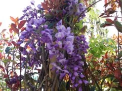 Blauwe Regen (Wisteria Sinensis 'Prolific') -Planten Verkoopwinkel wisteria sin. prolific 2 2