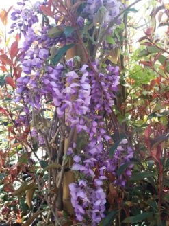 Blauwe Regen (Wisteria Sinensis 'Prolific') -Planten Verkoopwinkel wisteria sin. prolific 3