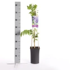 Blauwe Regen (Wisteria Sinensis) -Planten Verkoopwinkel wisteria sinensis
