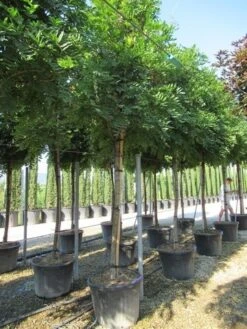 Blauwe Regen Als Boom (Wisteria Sinensis 'Prolific') -Planten Verkoopwinkel wisteria sinensis prolific 16 18