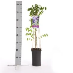 Blauwe Regen (Wisteria Sinensis 'Prolific') 13 Blauwe Regen (Wisteria Sinensis 'Prolific') -Planten Verkoopwinkel wisteria sinensis prolific 1