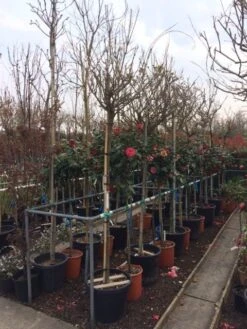 Blauwe Regen Als Boom (Wisteria Sinensis 'Alba') -Planten Verkoopwinkel wisteria wit 1