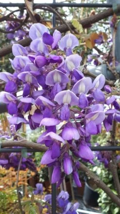 Blauwe Regen Als Leivorm (Wisteria Brachybotrys 'Yokohama Fuji') -Planten Verkoopwinkel wisteria yokohama fji