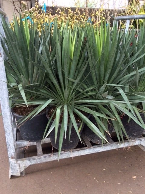 Palmlelie (Yucca Gloriosa) 16 Palmlelie (Yucca Gloriosa) - Afbeelding 16