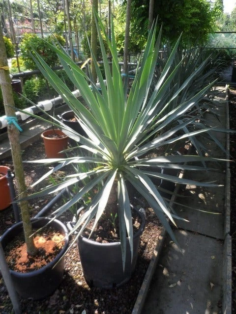 Palmlelie (Yucca Gloriosa) 15 Palmlelie (Yucca Gloriosa) - Afbeelding 15