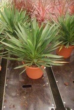 Palmlelie (Yucca Gloriosa) 27 Palmlelie (Yucca Gloriosa) -Planten Verkoopwinkel yucca gloriosa 2