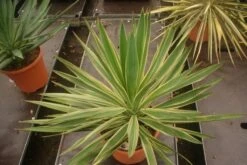 Palmlelie (Yucca Gloriosa 'Variegata') -Planten Verkoopwinkel yucca gloriosa variegata