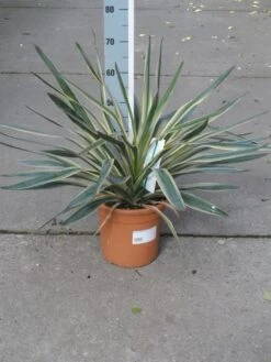 Palmlelie (Yucca Gloriosa 'Variegata') -Planten Verkoopwinkel yucca gloriosa variegata c10