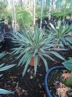 Palmlelie (Yucca Gloriosa 'Variegata') -Planten Verkoopwinkel yucca gloriosa variegatum c10 1