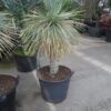 Palmlelie (Yucca Rostrata)