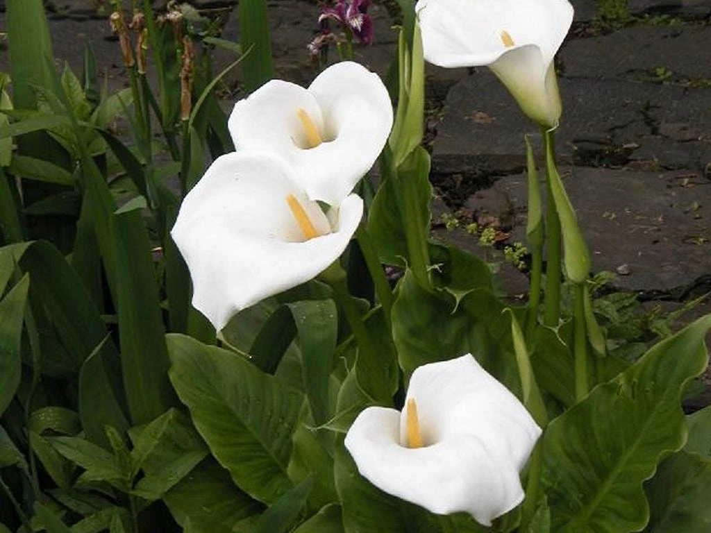 Moerasaronskelk (Zantedeschia Aethiopica) 1 Moerasaronskelk (Zantedeschia Aethiopica)