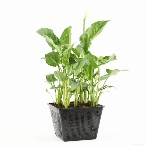 Moerasaronskelk (Zantedeschia Aethiopica) 7 Moerasaronskelk (Zantedeschia Aethiopica) - Afbeelding 7