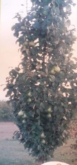 Zuil-peer (Pyrus Communis 'Obelisk') -Planten Verkoopwinkel zuil peer pyrus communis obelisk pyrus communis obelisk c8d 2 1